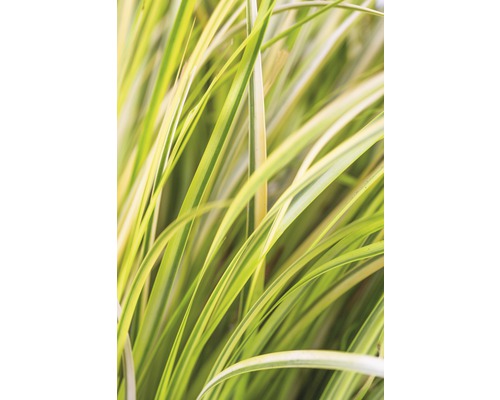 Detailopname van siergras met gestreepte bladeren voor de tuin