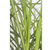 FLORASELF Prachtriet Miscanthus sinensis 'Ferner Osten' potmaat Ø 19 cm H 10-80 cm