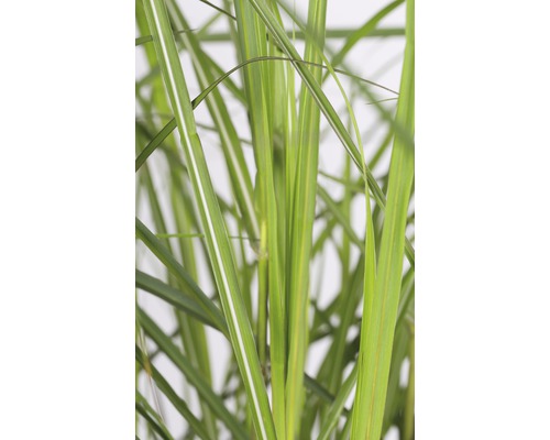 Close-up van siergras met bladeren