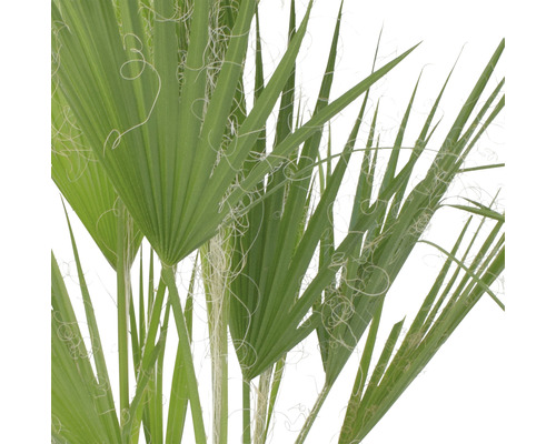 Detailopname van een Washingtonia-palm met waaierbladeren