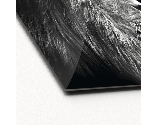 Detailopname van een acrylglas foto met een leeuwenmotief