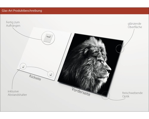 Glazen foto met leeuwenmotief, inclusief ophangsysteem en afstandhouders