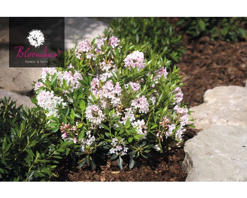 Bloeiende dwergrododendron in de tuin