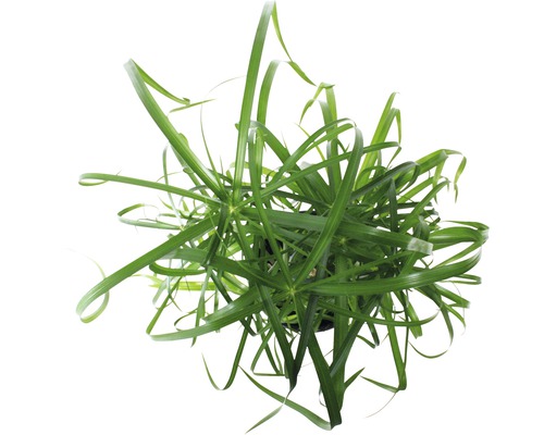 Kamerplant Cypergras in pot