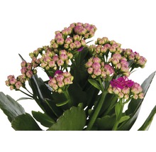 Kalanchoë plant met knoppen en bloemen
