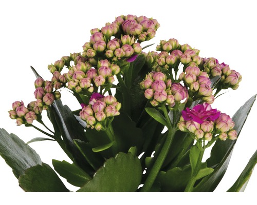 Kalanchoë plant met knoppen en bloemen