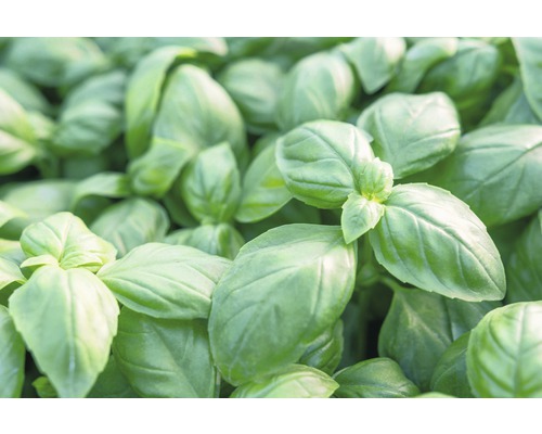 Close-up van basilicumbladeren