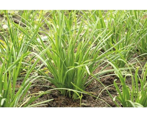 Bieslookplanten in een tuinbed.