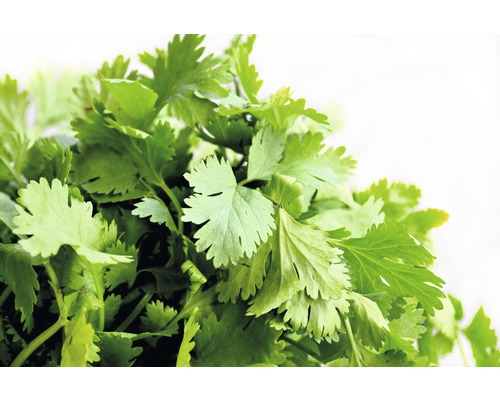 Verse koriander voor de tuin