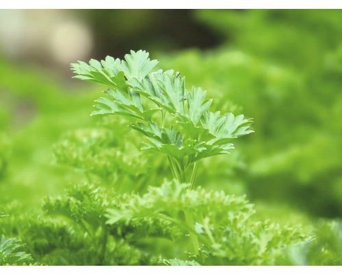 Close-up van peterselieplanten in de tuin