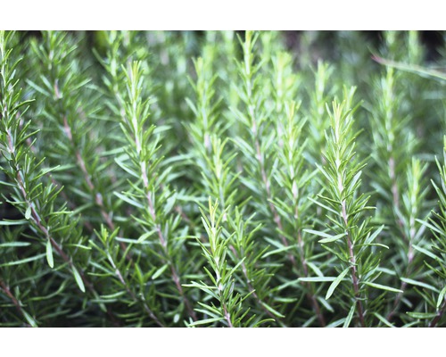 Close-up van rozemarijntakken