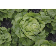 Kropsla in de tuin