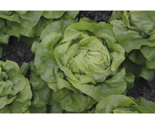 Kropsla in de tuin