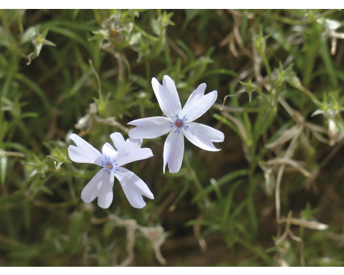 Twee bloeiende kruipphlox planten in de tuin.