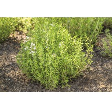 FLORASELF Tijm Thymus Vulgaris potmaat Ø 13,0 cm H 5-15 cm