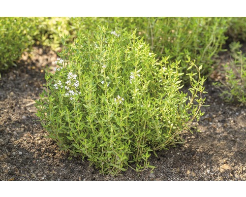 Tijm plant in de tuin