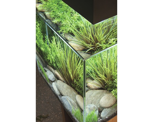 Aquarium met planten en stenen