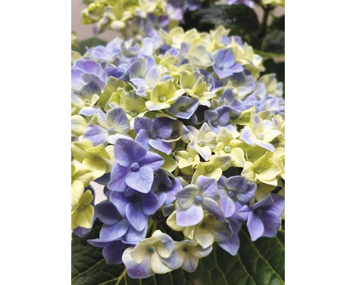 Close-up van een hortensia met bloemen