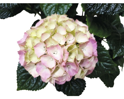 Hortensia met bloem en bladeren