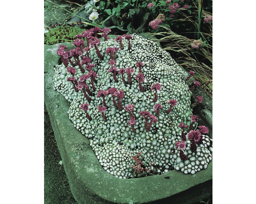 Bloeiende kussenplant in stenen bak