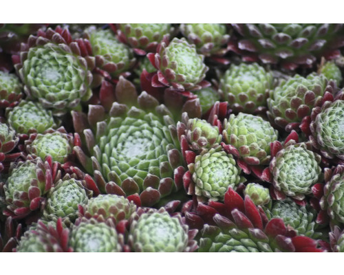 Close-up van vetkruidplanten