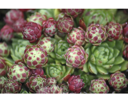 Close-up van een Huislook plant