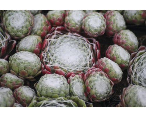 Close-up van verschillende huislook planten