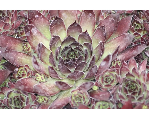 Close-up van een huislook plant