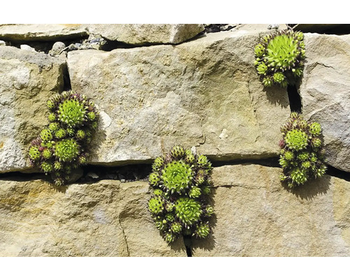 Huislook planten op een stenen muur