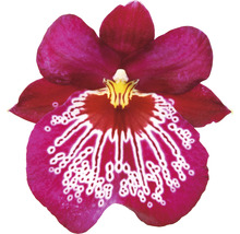 FLORASELF Orchidee Miltonia 'Newton Falls' potmaat Ø 12 cm H 40-50 cm-thumb-2