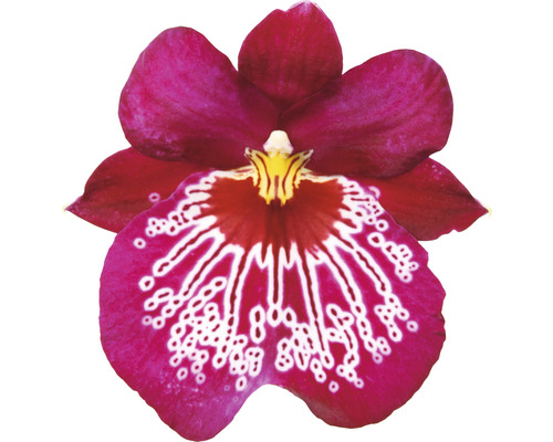 Enkele roze Miltoniopsis orchideeën bloem