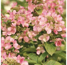 FLORASELF Hortensia Hydrangea paniculata 'Early Sensation' potmaat Ø 23 cm H 50-60 cm