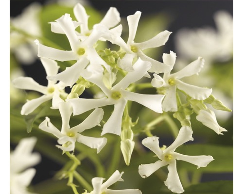 FLORASELF Toscaanse Jasmijn Trachelospermum jasminoides potmaat Ø 19 cm H 75 cm Sterjasmijnbloemen van dichtbij