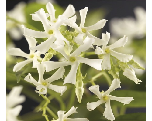 FLORASELF Toscaanse Jasmijn Trachelospermum jasminoides potmaat Ø 19 cm H 75 cm