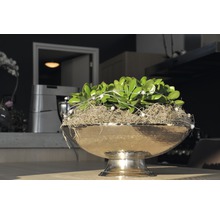 Decoratieve plant in metalen plantenschaal met voet