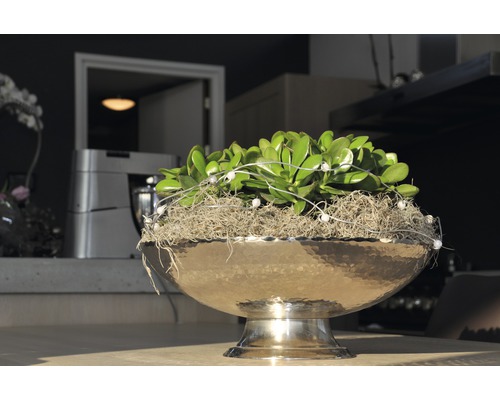 Decoratieve plant in metalen plantenschaal met voet