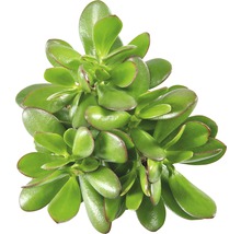 Vetplant van bovenaf