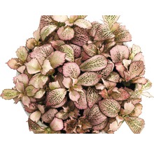 FLORASELF Mozaïekplantje Fittonia Zalm Star potmaat Ø 12 cm H 12-19 cm