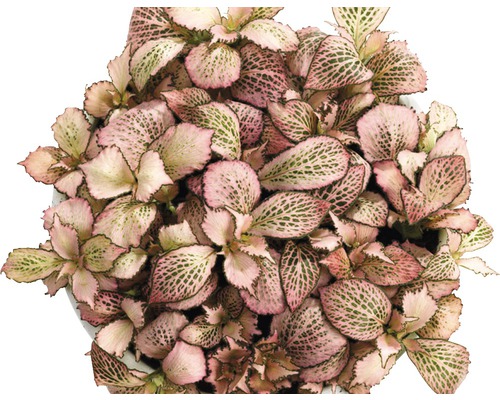 Fittonia kamerplant in pot