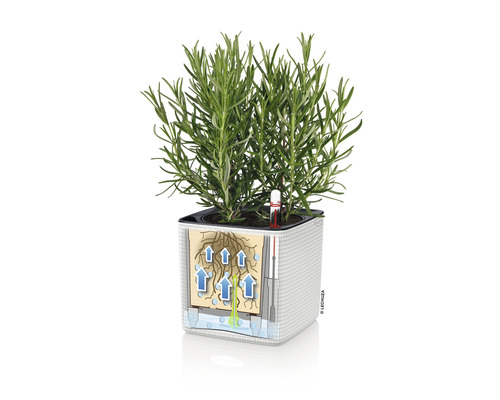 Vierkante plantenbak met irrigatiesysteem en plant