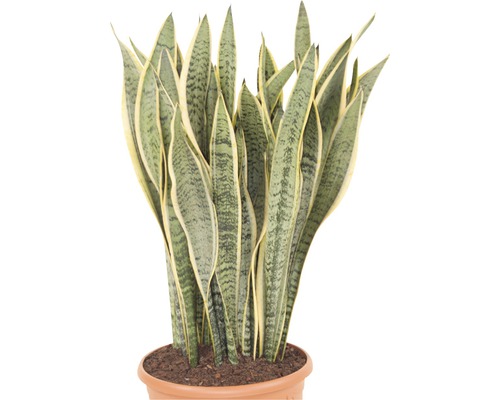 Sansevieria in terracotta pot