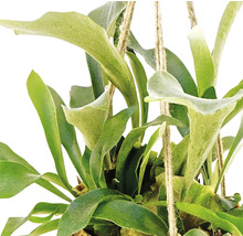 FLORASELF Hertshoornvaren Platycerium bifurcatum potmaat Ø 25 cm H 45-55 cm