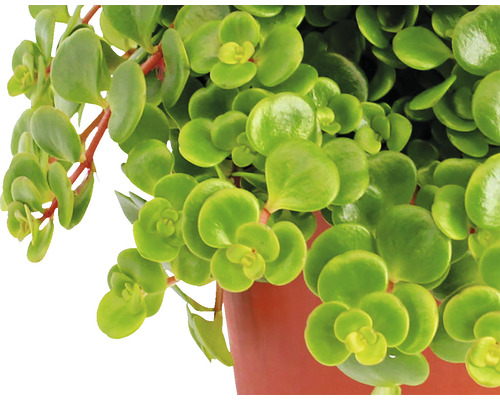 Geldboom kamerplant in pot