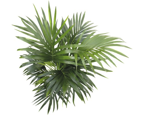Areca palm kamerplant bovenaanzicht
