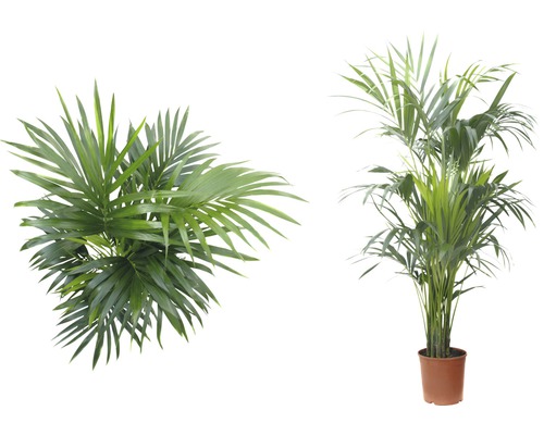 Twee Kentia palmen in potten