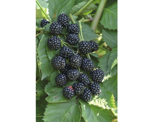 Bramen aan een bramenstruik