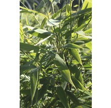 Bamboeplant met bladeren