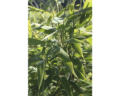 Bamboeplant met bladeren