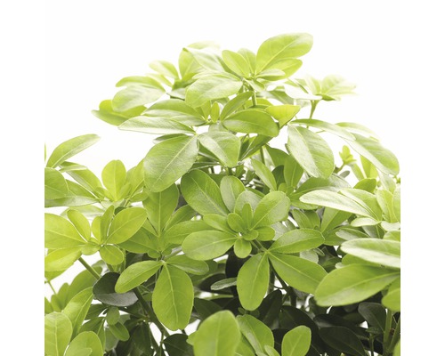 Kameraralia plant met groene bladeren