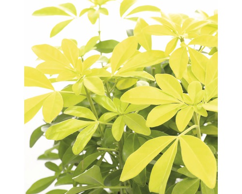 Kameraralia met handvormige bladeren